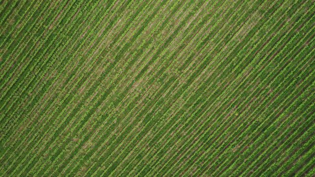 Aerial view showing the organized pattern of a lush green vineyard with parallel rows. Perfect for agriculture and wine-related concepts.