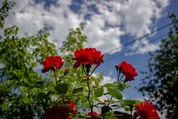 red poppy flowers