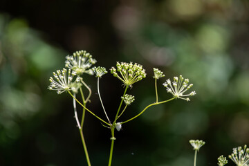 Dwarf elder plant growing in an Ontario forest.