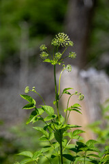 Dwarf elder plant growing in an Ontario forest.