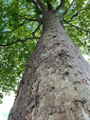 Obraz premium A view looking up the trunk of a tall tree with rough, textured bark and a dense canopy of green leaves.