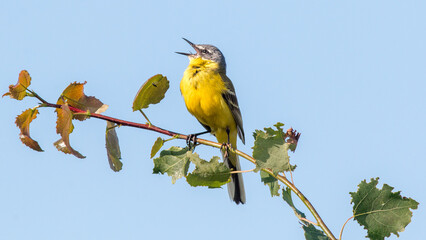 yellow billed hornbill