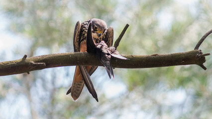 sparrow on branch