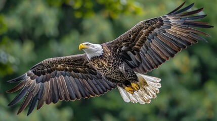 Bald Eagle with Wings Spread in Flight