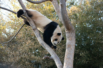 Obraz premium Close up Happy Panda , Fu Bao, in Everland, South Korea