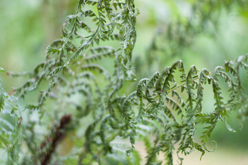 Dry and hot weather. Wilted plants in extreme heat