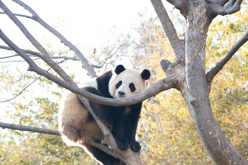 Obraz premium Close up Happy Panda , Fu Bao, Having Fun on the High Tree, in Everland, South Korea