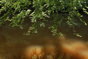 The Riverbank is a Serene Haven with Lush Greenery, Creating a Calm and Tranquil Environment