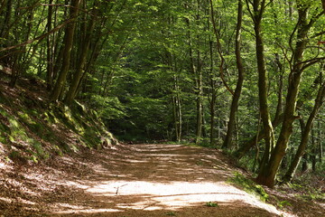 Sunlight filtering through lush greenery of a forest path, creating a peaceful atmosphere