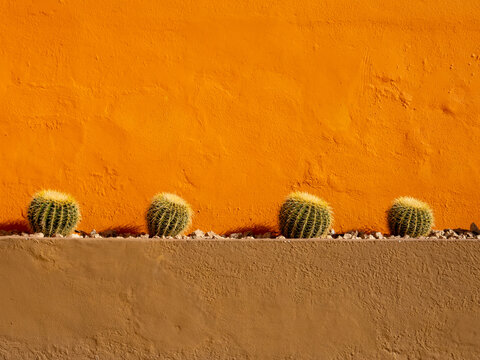 Kakteengarten vor rot-brauner Mauer in Mexiko