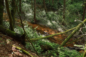 Tranquil forest stream flows through vibrant scenery with rich biodiversity and peaceful ambiance