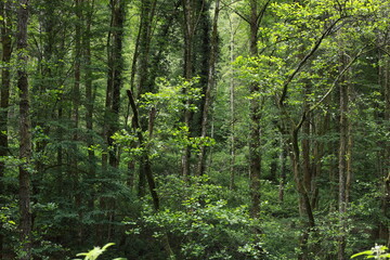 Lush Green Forest in Daylight with a variety of plants and trees in a natural environment