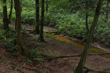 small river with green trees on the banks