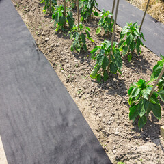 Black geotextiles laid between vegetable beds