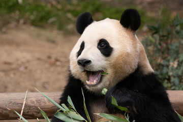 Fototapeta premium A Portrait of female Panda, Fu Bao, Everland, South Korea