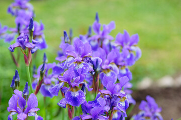 Iris flowers on the green lawn