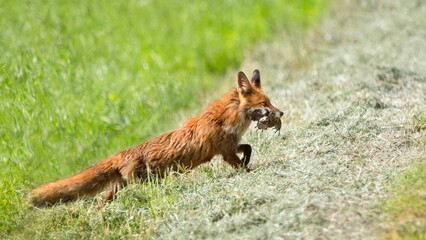 A Red Fox (Vulpes) With Prey