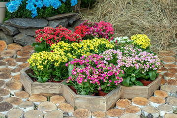 Colorful flowering kalanchoe plants in a flower bed