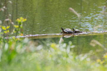 Closeup of a turtle.