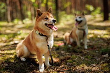 Two Shiba Inu dogs during a walk.