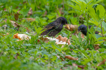 Closeup of a starling.
