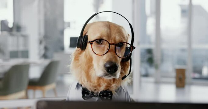 Office, glasses and business dog with headset, support or online networking for animal at desk. Consultant, comic or Golden Retriever at call center with professional career in pet friendly workplace