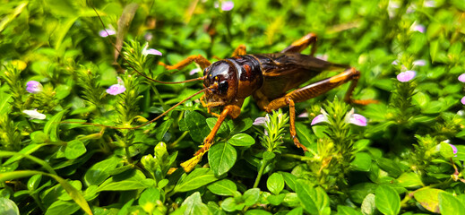 Close up house brown cricket insect or known as Acheta domestica in the green garden, perching on a blade of grass