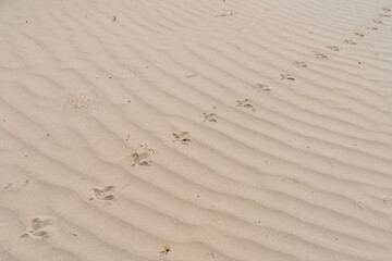 Tierspuren im Sand