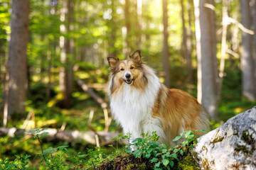 A Shetland Sheepdog stands in a lush green forest.
