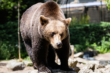 Fototapeta premium Animal, Bear