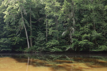 Beautiful steam green forest nature. with sun ray through branches of trees