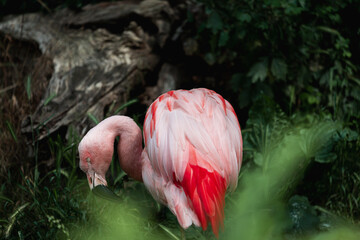 Tiere, Flamingo