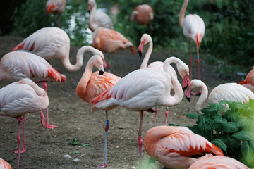 Tiere, Flamingo