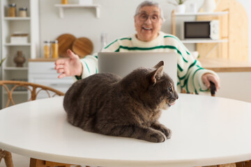 Cute cat with senior woman on table in kitchen, closeup