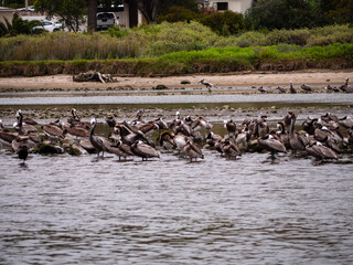 Large Group of Brown Pelicans by the Shore