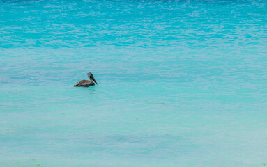 Fototapeta premium Gorgeous sight of a pelican floating on the Caribbean Sea.