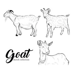 goat animal of qurban vector illustration set