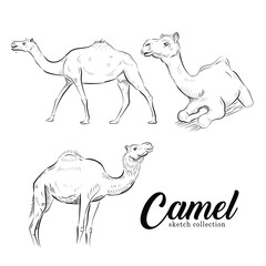 camel animal of qurban vector illustration set