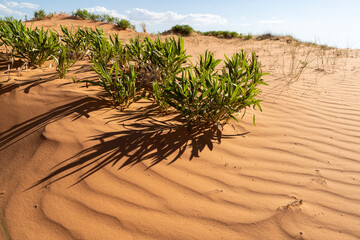 Kanab: Rote Sanddüne