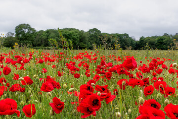 Obraz premium Poppy in a field in england
