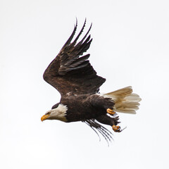 Bald Eagle, Kodiak, Alaska