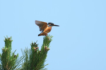 common kingfisher in a forest