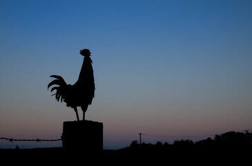 Dawn Rooster © rghenry