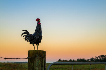 Metal Rooster Early Morning
