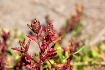 Oak-leaved goosefoot, Oxybasis glauca