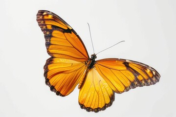 Obraz premium Yellow butterfly with black spots