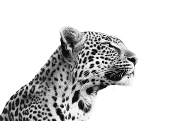 Black and White Leopard on transparent or white background