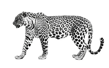 Black and White Leopard on transparent or white background