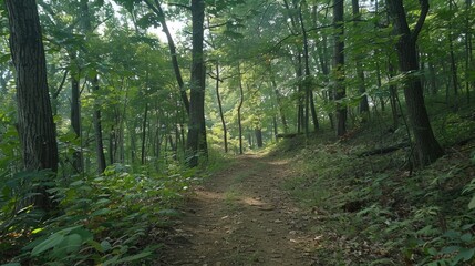Obraz premium A trail for hiking in the woods
