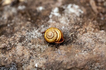 The gastropod species Hemicycla guamartemes